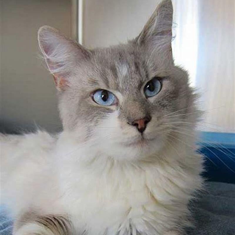 How long do Siamese mixed cats live?