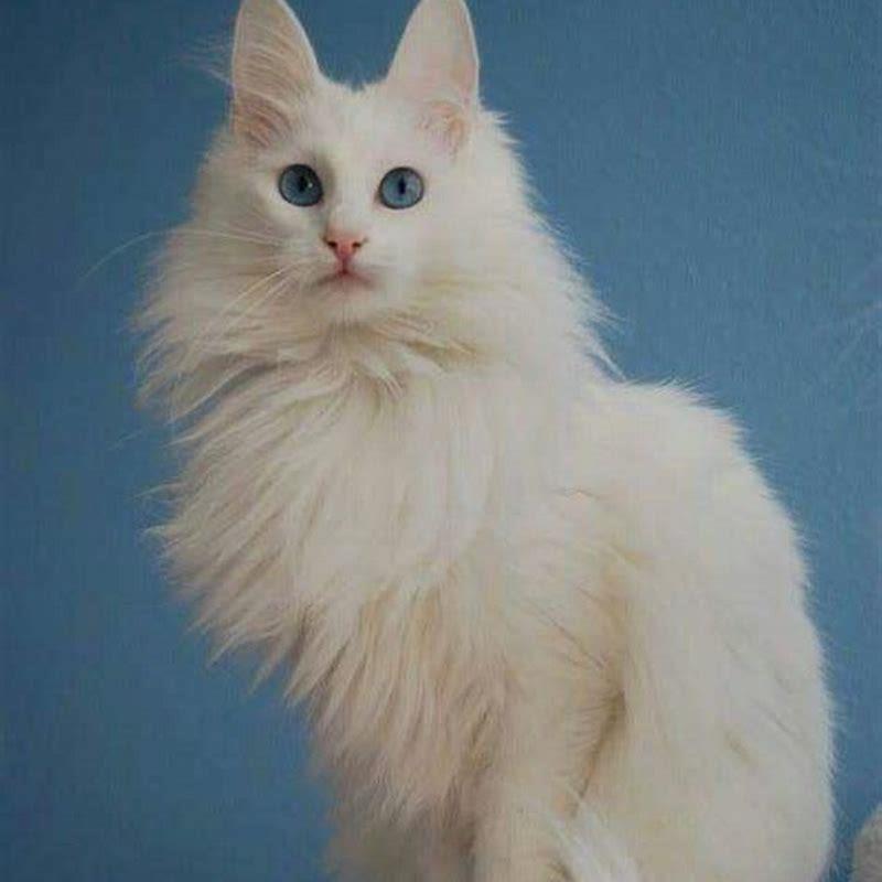 How long do Turkish Angora cats live?