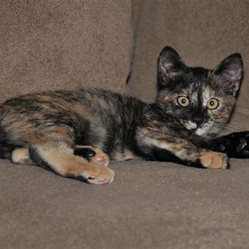 How long do you give metronidazole to cats?