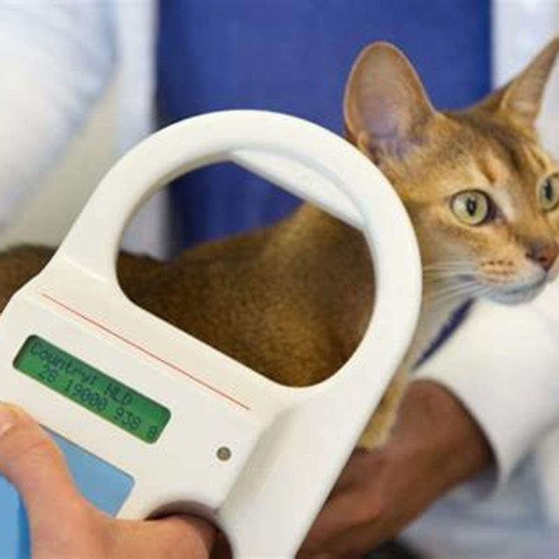 How long does a microchip last in a cat? - DIY Seattle