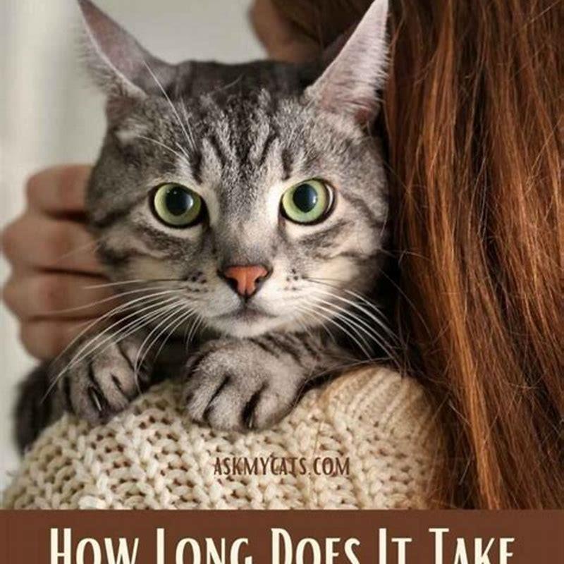 How long does cat memory last? DIY Seattle