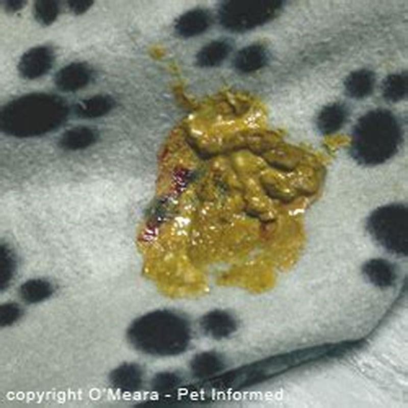 How long does coccidia diarrhea last?