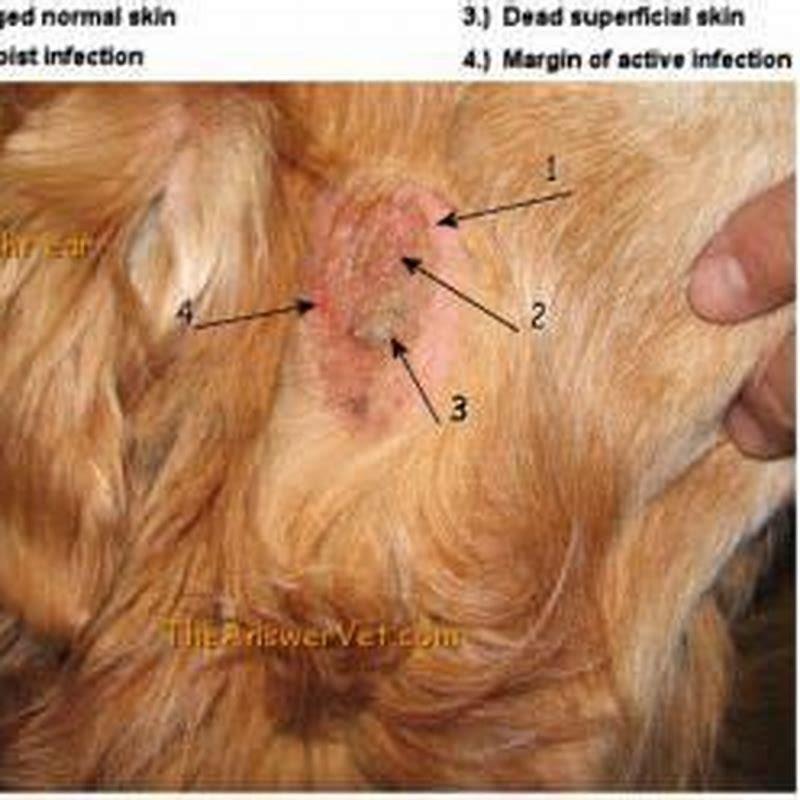 How long does dermatitis take to heal in cats?