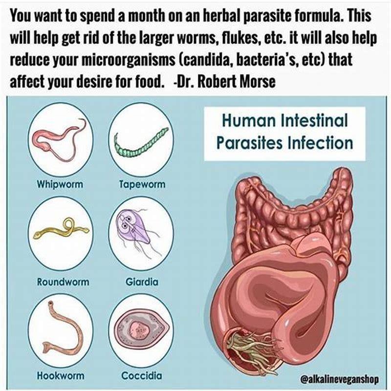 how-long-does-it-take-a-cat-to-get-rid-of-hookworms-diy-seattle