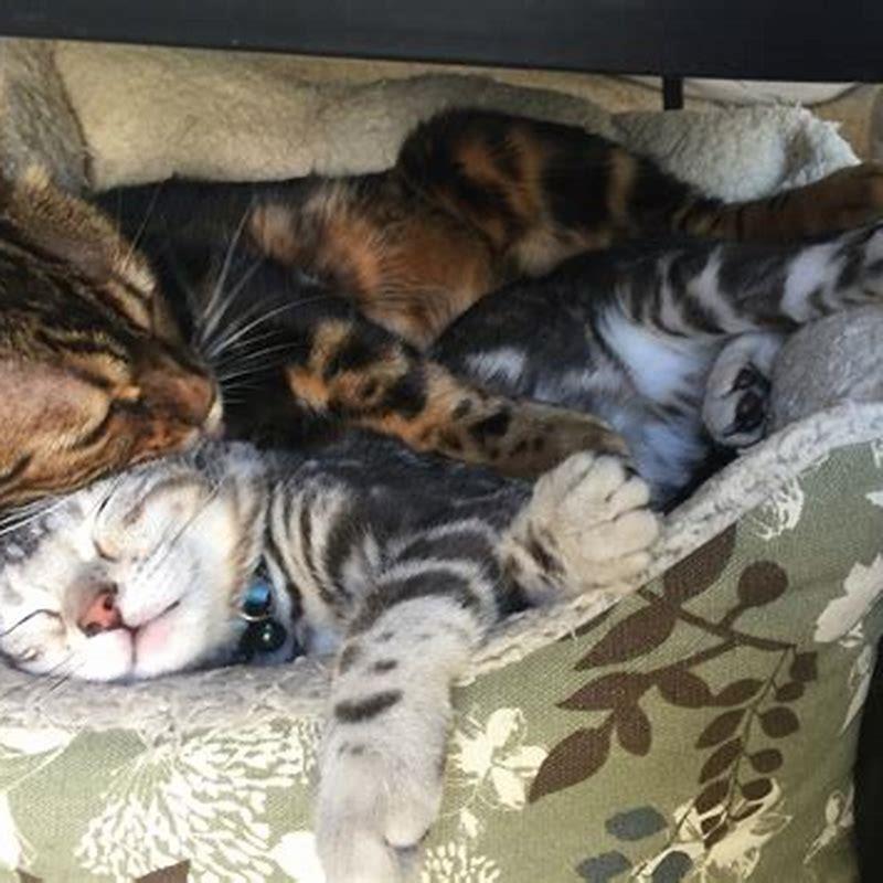 How long does it take cats to socialize?