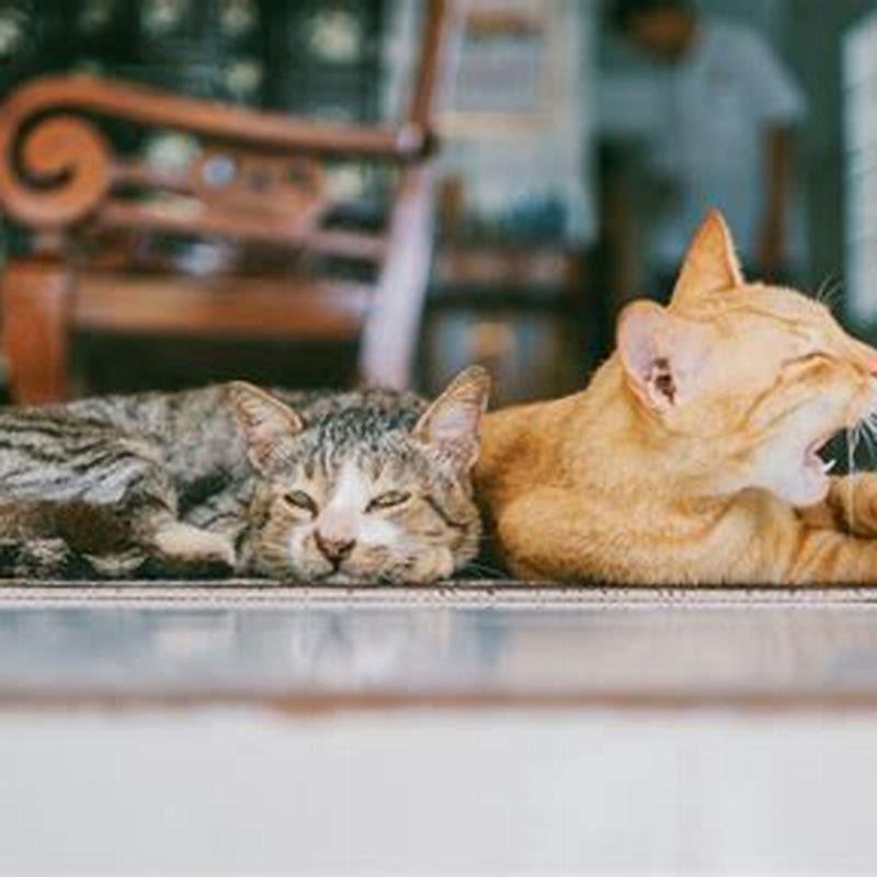 How long does it take for a cat to get used to a new cat?