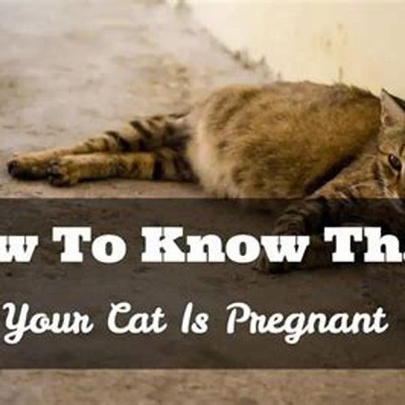 How long does weaning last in cats?