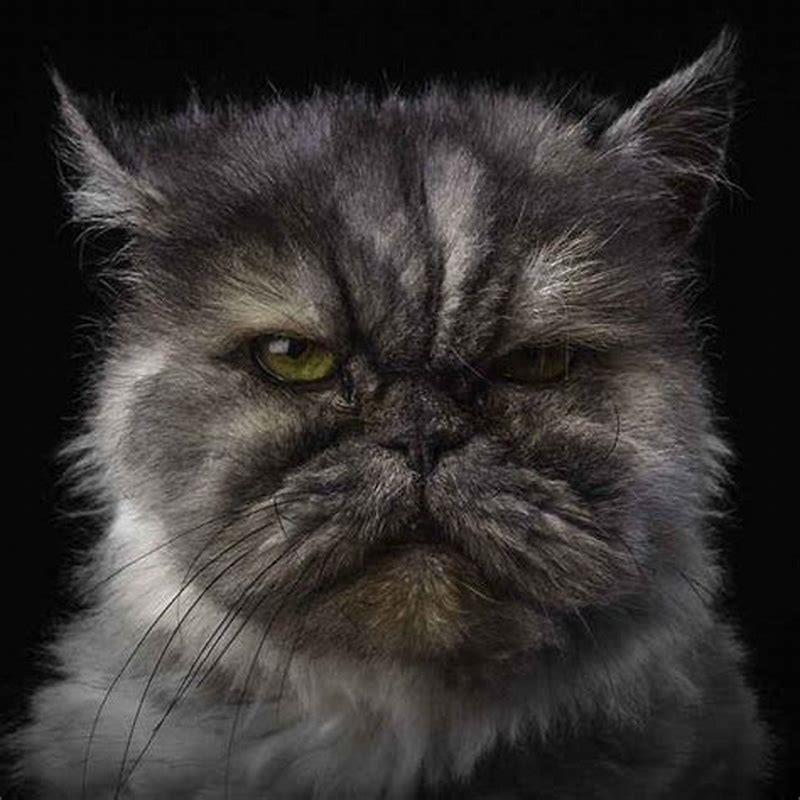 How long have cats existed for?