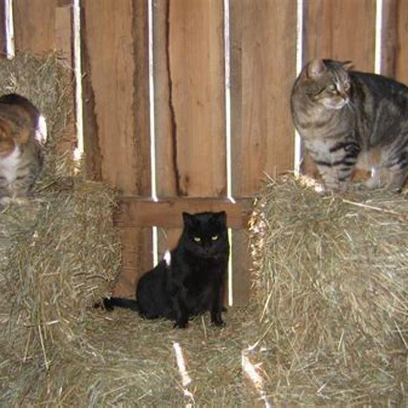 How long have house cats been around?