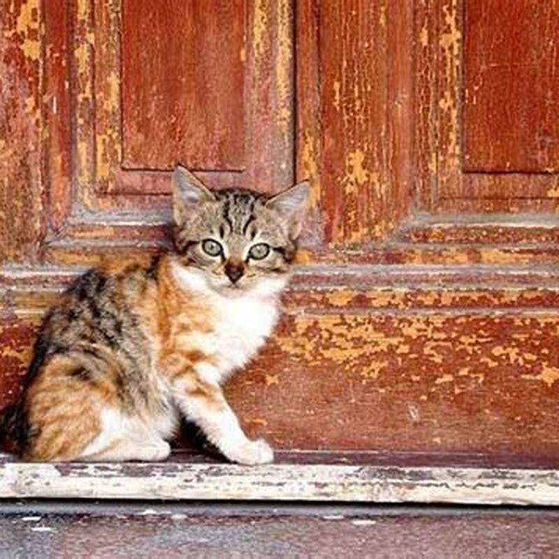 How long is a cat considered to be a kitten?