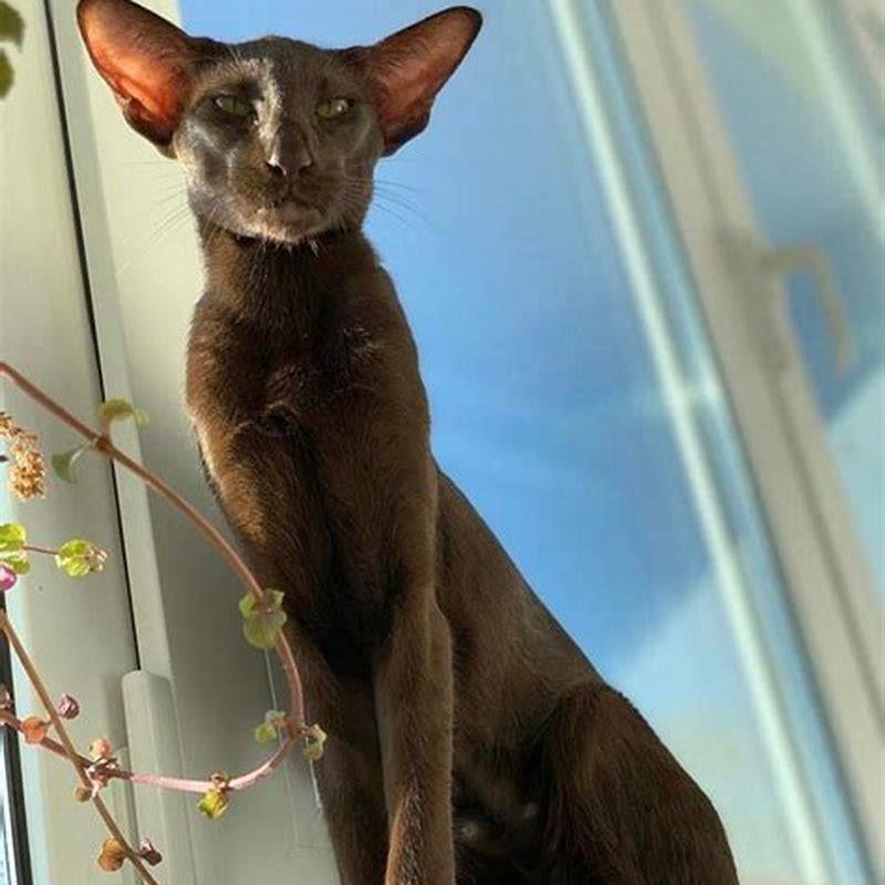How long is cat for?
