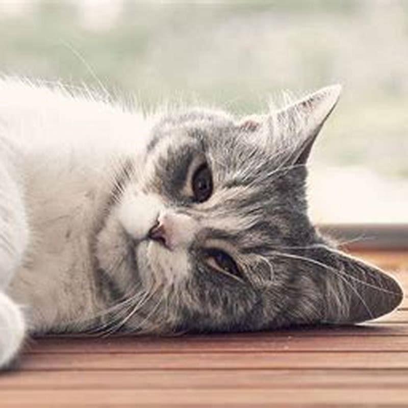 How long should a cat take Baytril?
