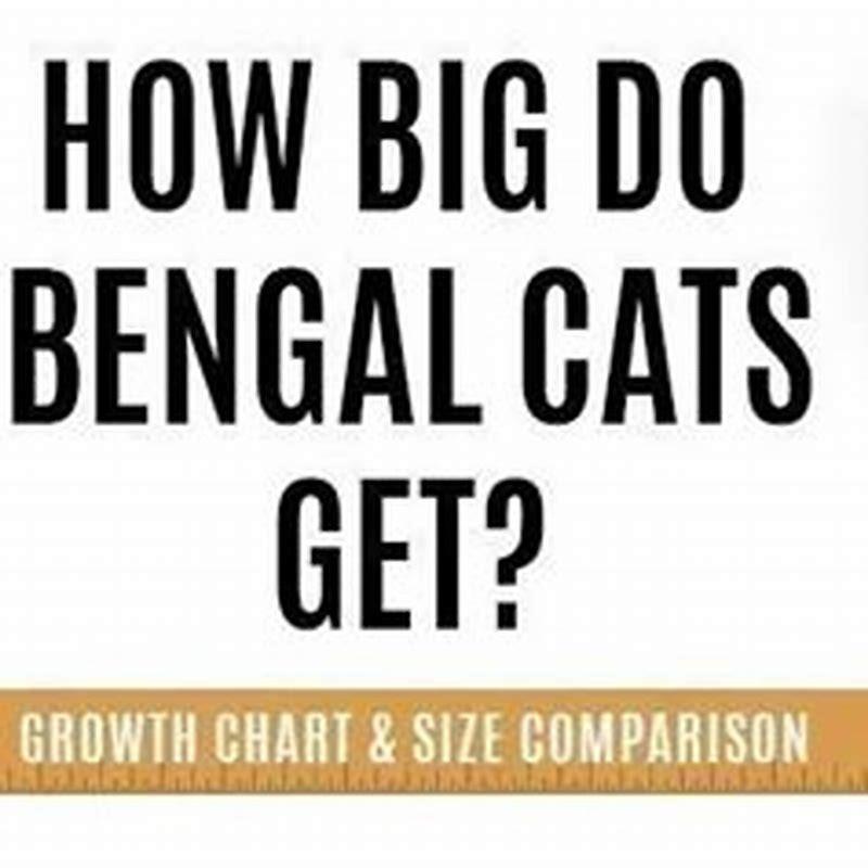 How long until Bengal cats are fully grown?