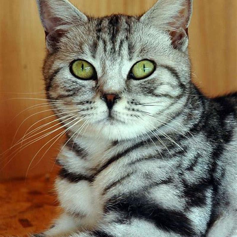 How long will a cat remember you?