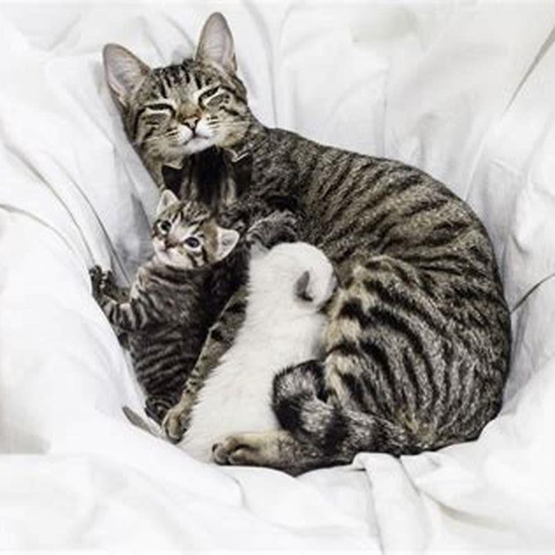 How Long Will A Mother Cat Nurse Her Kittens? - DIY Seattle