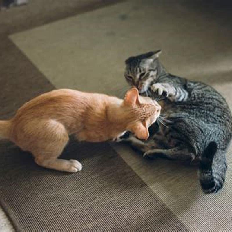 How long will it take for my cat to stop hissing at my new kitten?