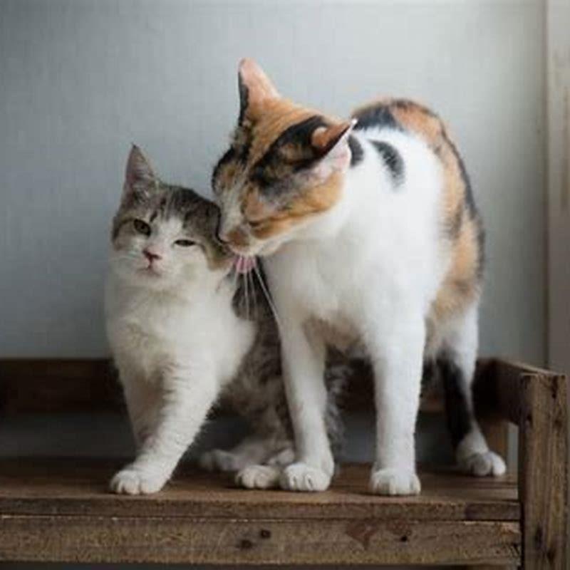 How long will new cats hiss at each other? - DIY Seattle