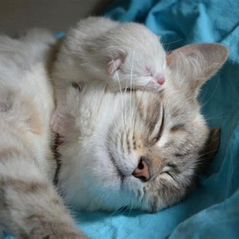 How many babies can a female cat have?