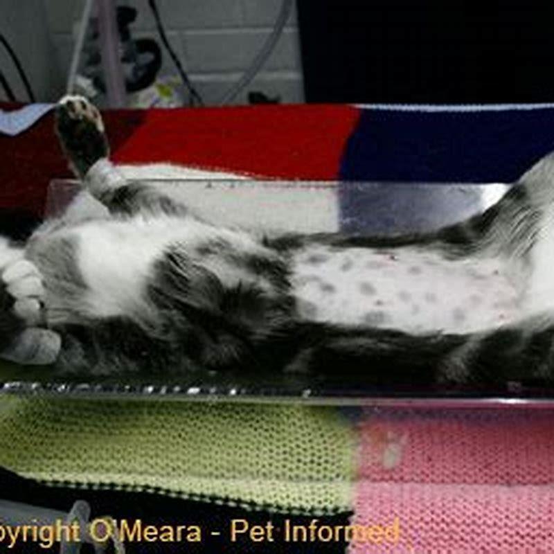 How many breasts do female cats have?
