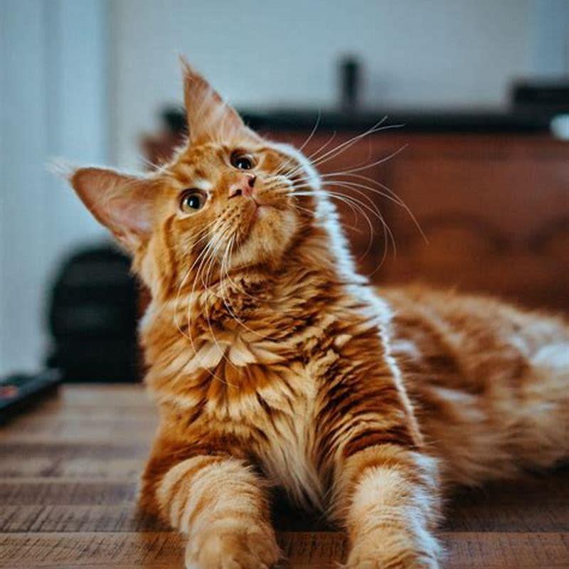 How many cats is a good number?