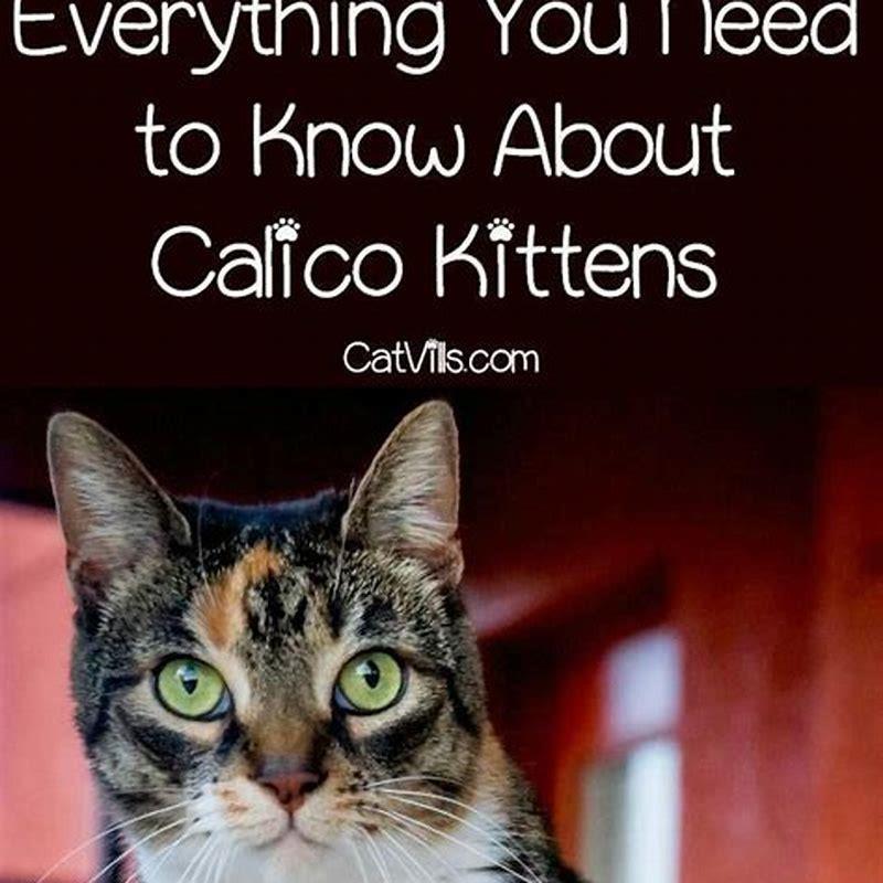 How many cats make a crazy cat lady?