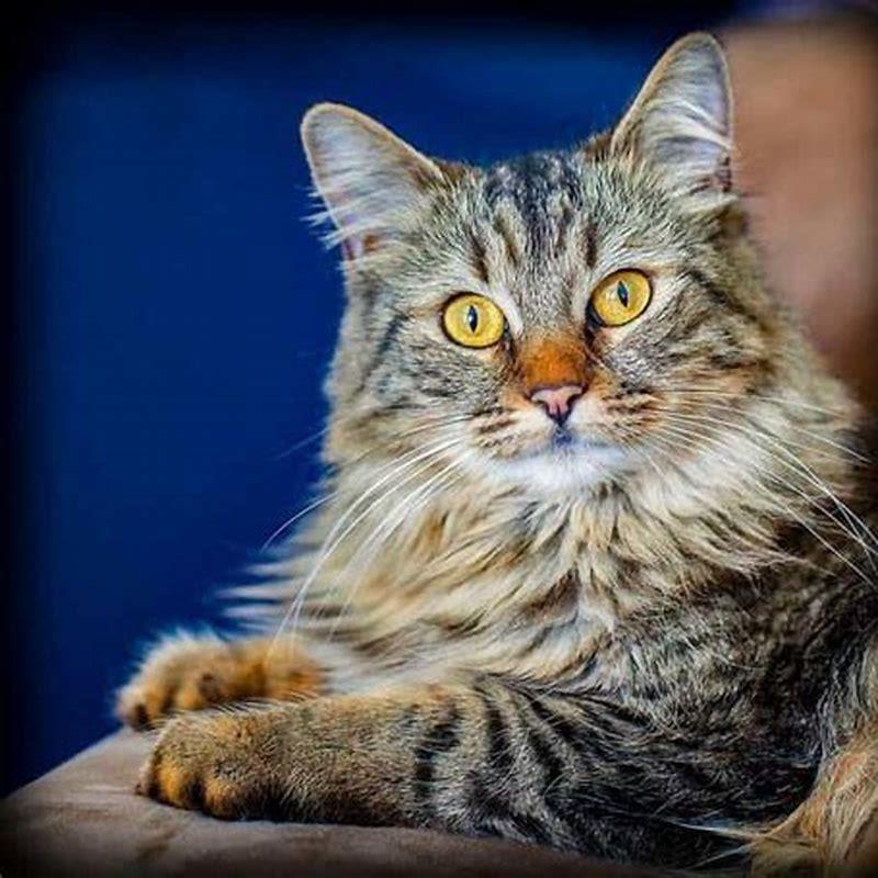 how-many-exotic-cat-breeds-are-there-diy-seattle