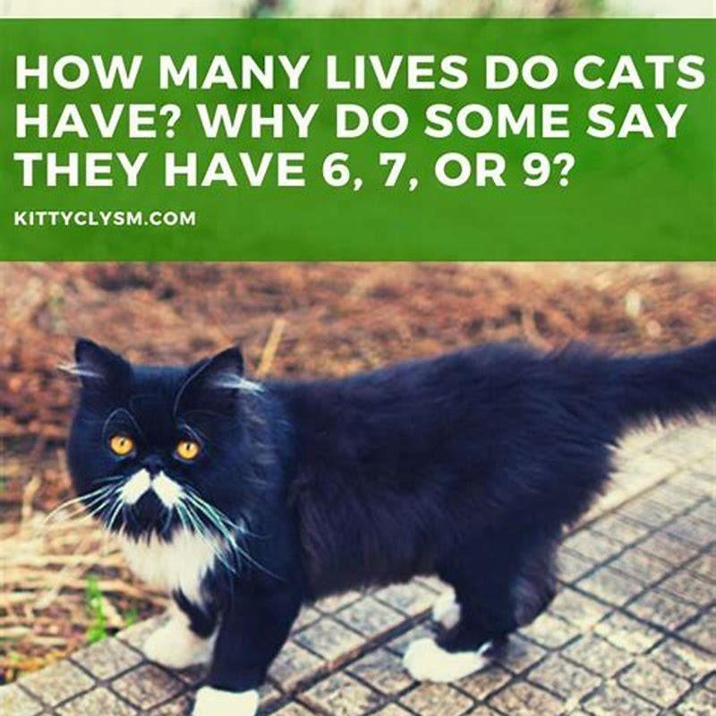 how-many-lives-do-they-say-cats-have-diy-seattle