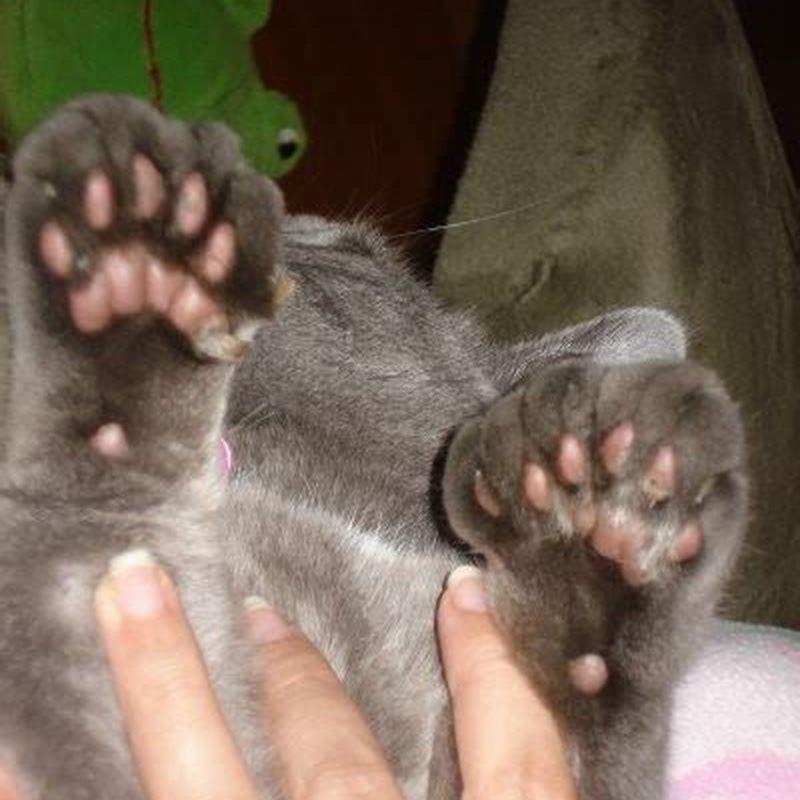 How Many Paw Beans Does A Cat Have DIY Seattle