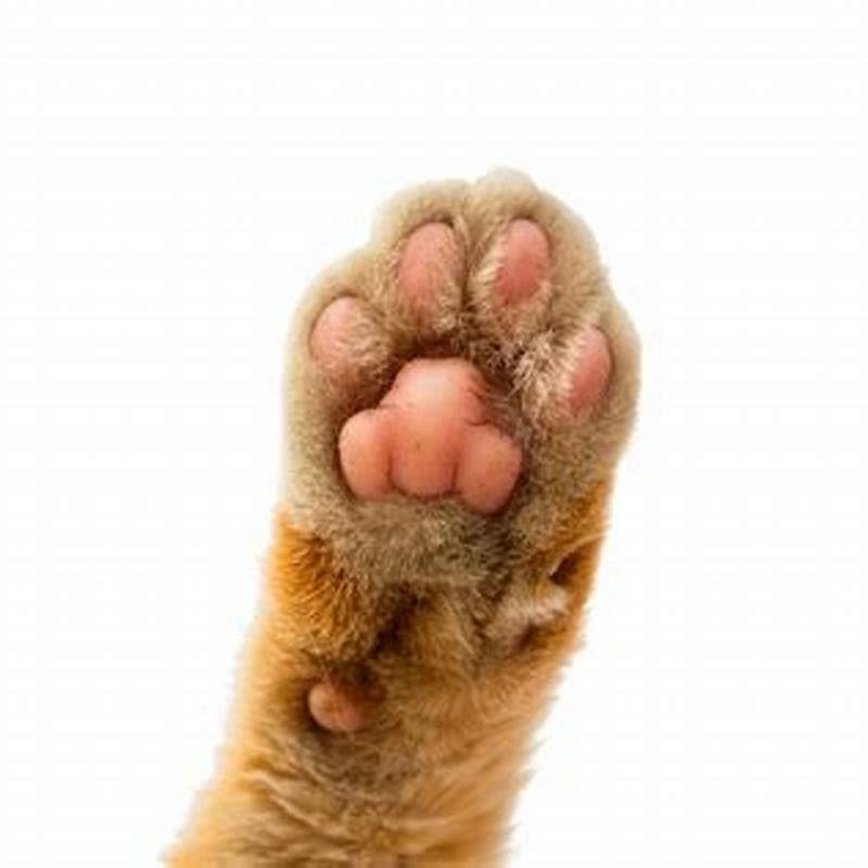 how-many-paw-pads-do-cats-have-diy-seattle
