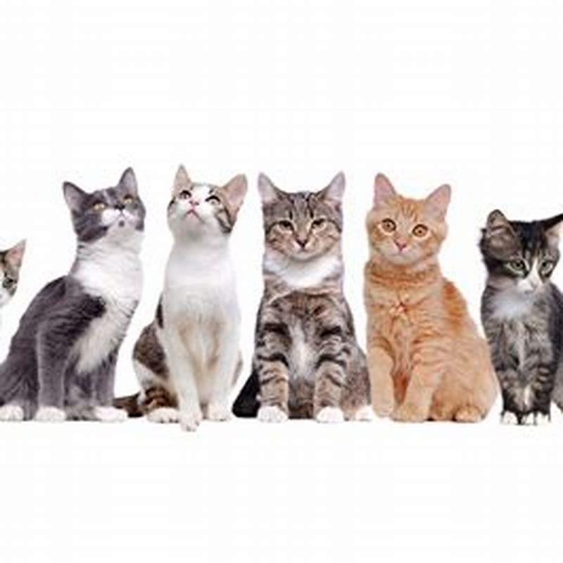 How many people has a cat?