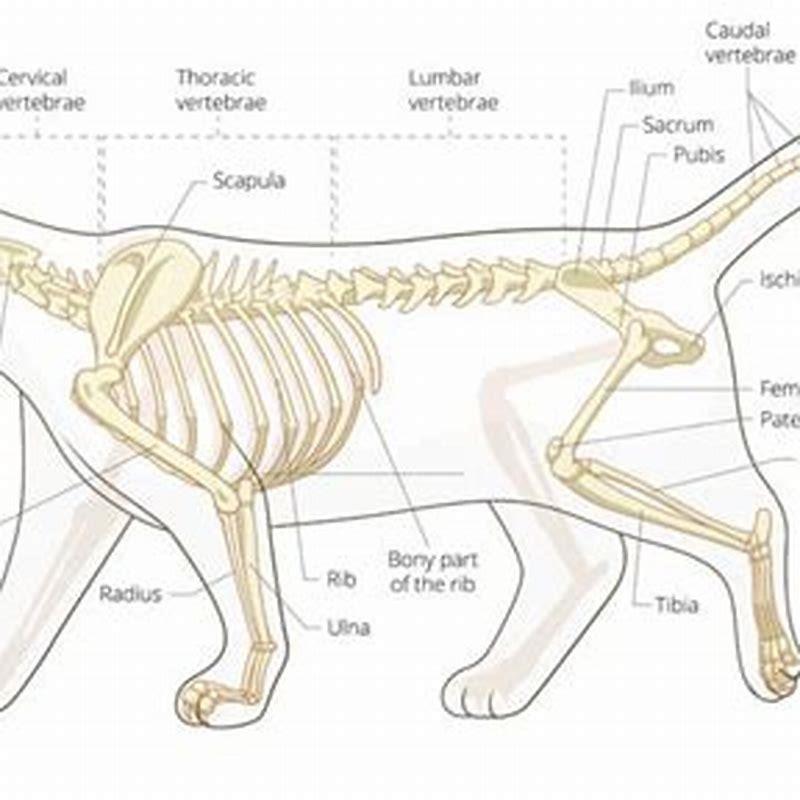 How many ribs do cats have on each side? - DIY Seattle