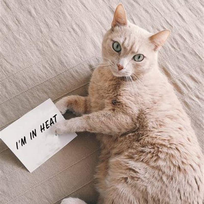 How many times a year does a cat go in heat?