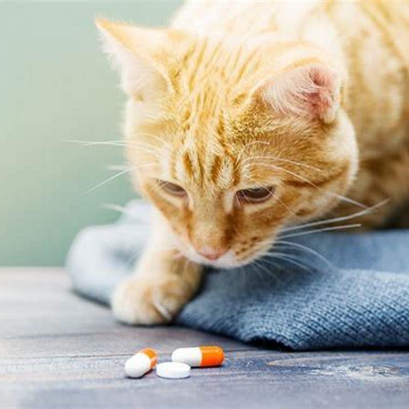 how-often-can-you-give-gabapentin-to-a-cat-diy-seattle