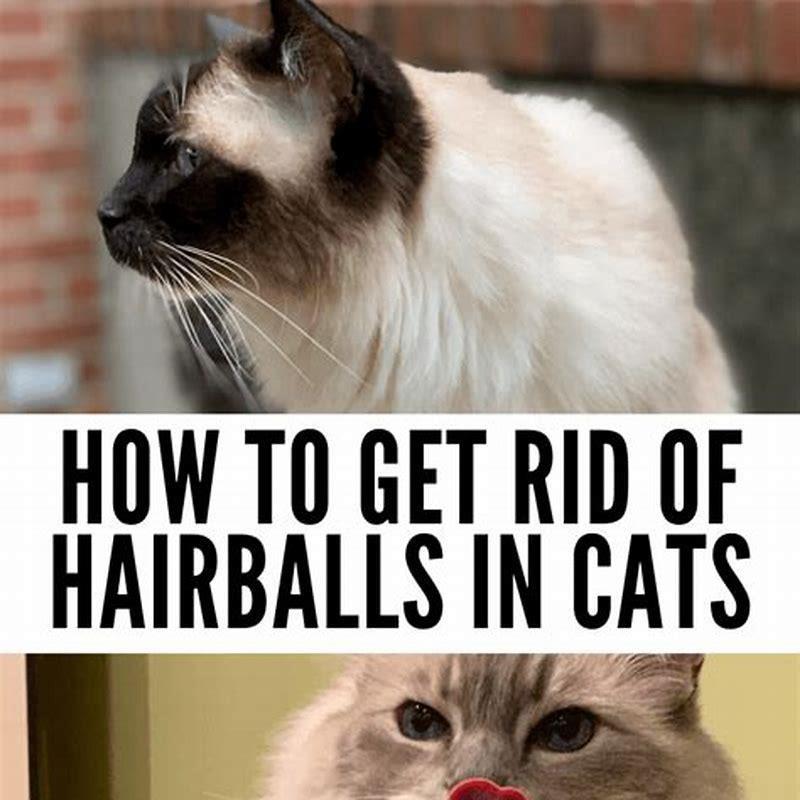 How Often Do Cats Get Hairballs Diy Seattle 2791