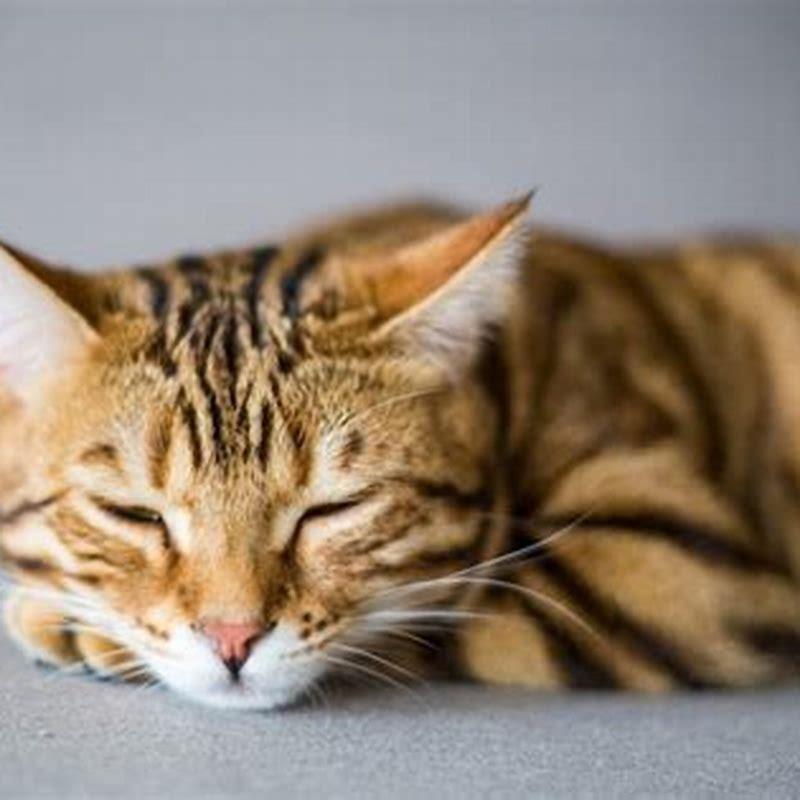 How often do cats get new whiskers?