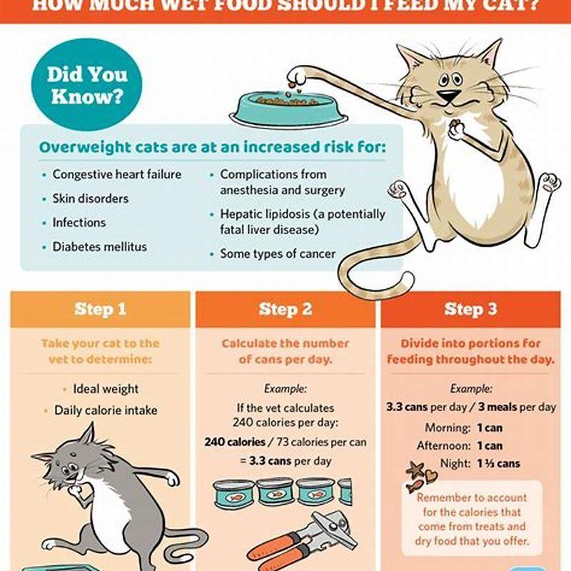 How often should cats eat?