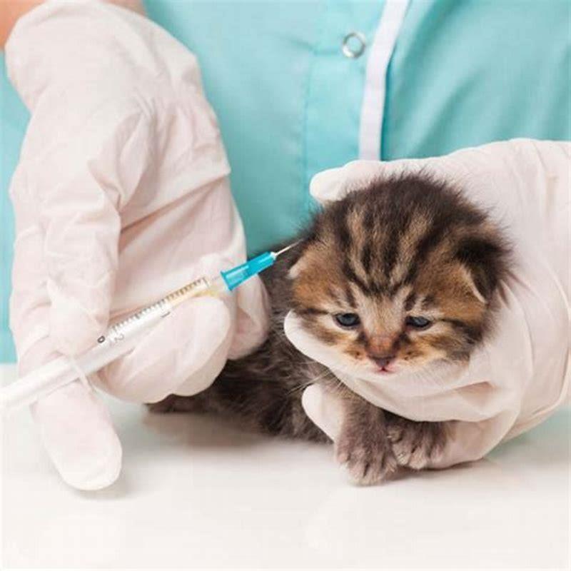 How Often Should Cats Get A Rabies Shot Diy Seattle