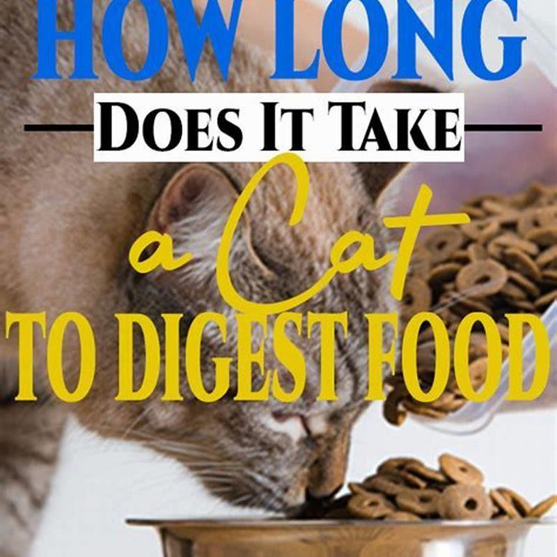 How Often Should I Feed My Cat Cat Grass DIY Seattle