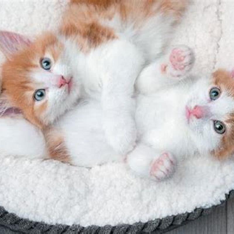 How old should a kitten be to get fixed?