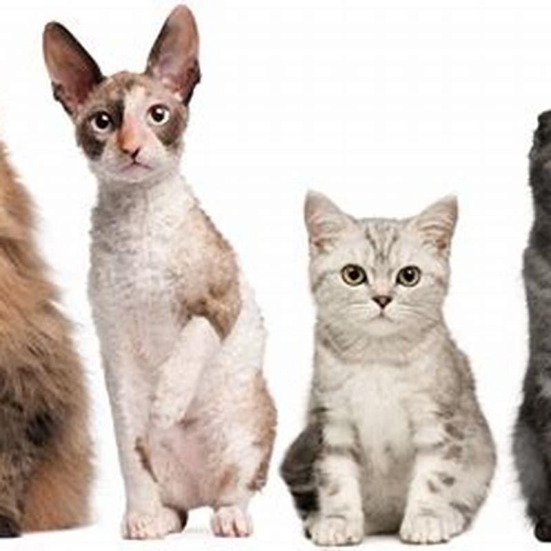 How popular is a cat?