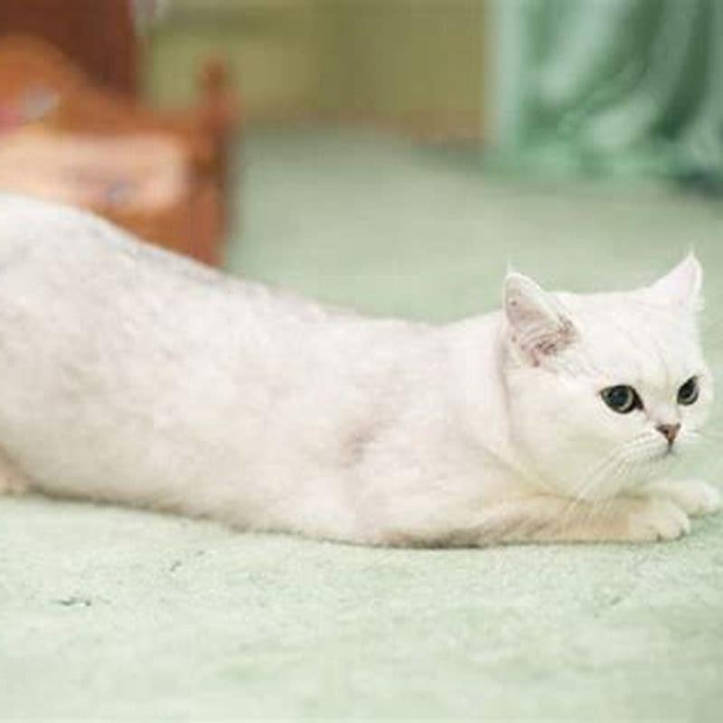How quickly can a cat go into heat?