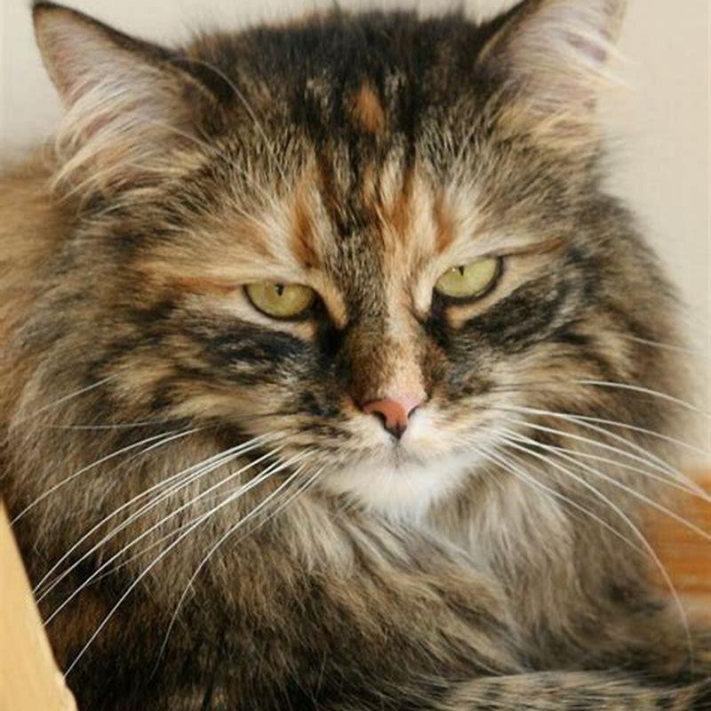 how-was-a-maine-coon-made-diy-seattle