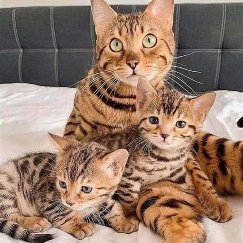 How were Bengal cats created?