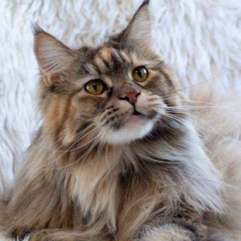 How were Maine Coon cats created?