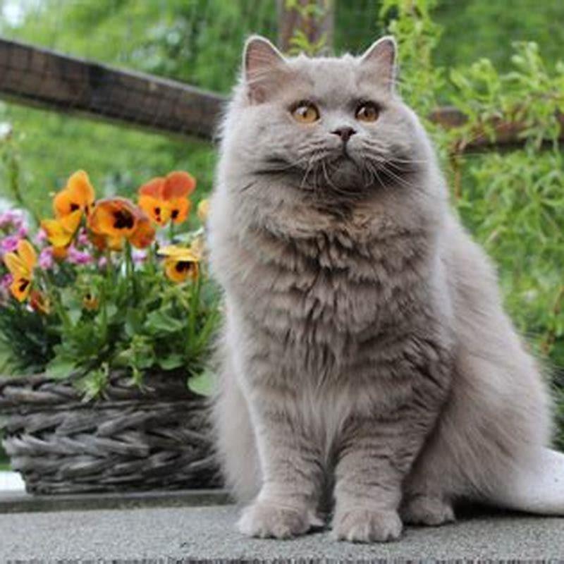Is a British Longhair cat an indoor cat?