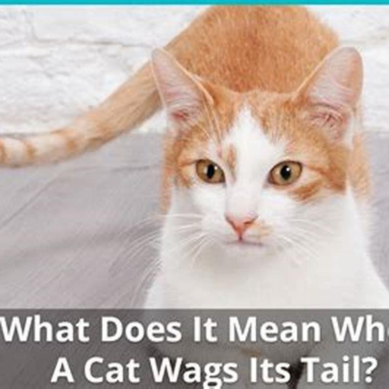 Is a cat happy when it wags its tail?