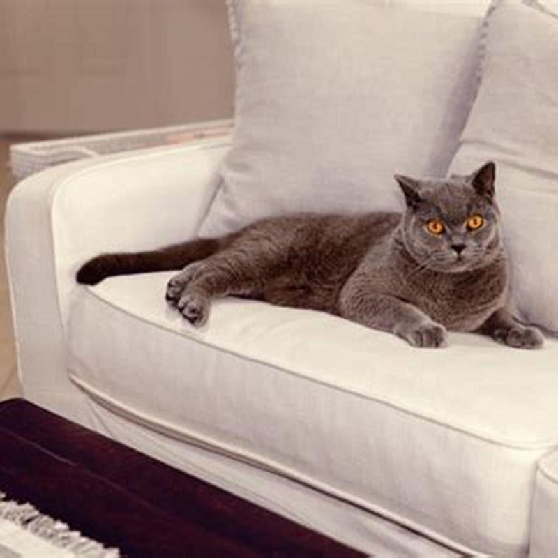 Is a cat unhappy if it wags its tail?