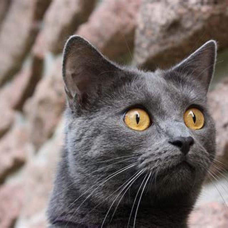 Is a Chartreux cat rare?