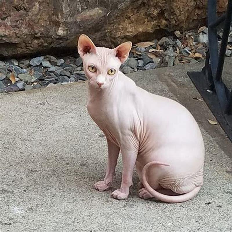 is-a-sphynx-cat-a-good-pet-diy-seattle