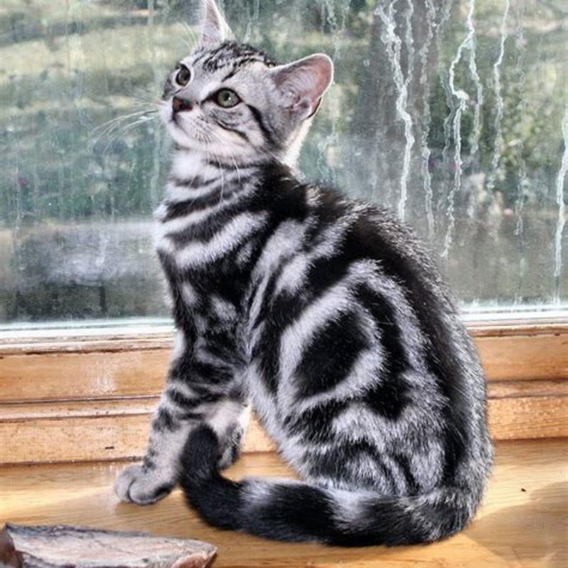 Is a tabby cat an American Shorthair?